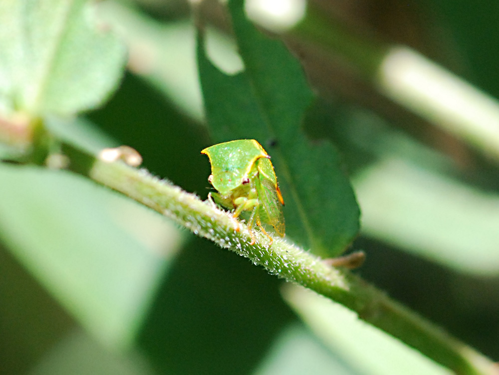 stictocephala bisonia